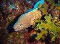 SIMILAN nov  2008 .PHOTO PHILIPPE (71)
